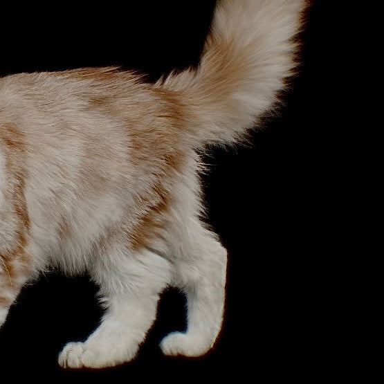 [ silver ] cat pinky [ free size ]