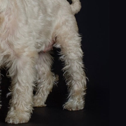 [ gold ] terrier pinky [ free size ]