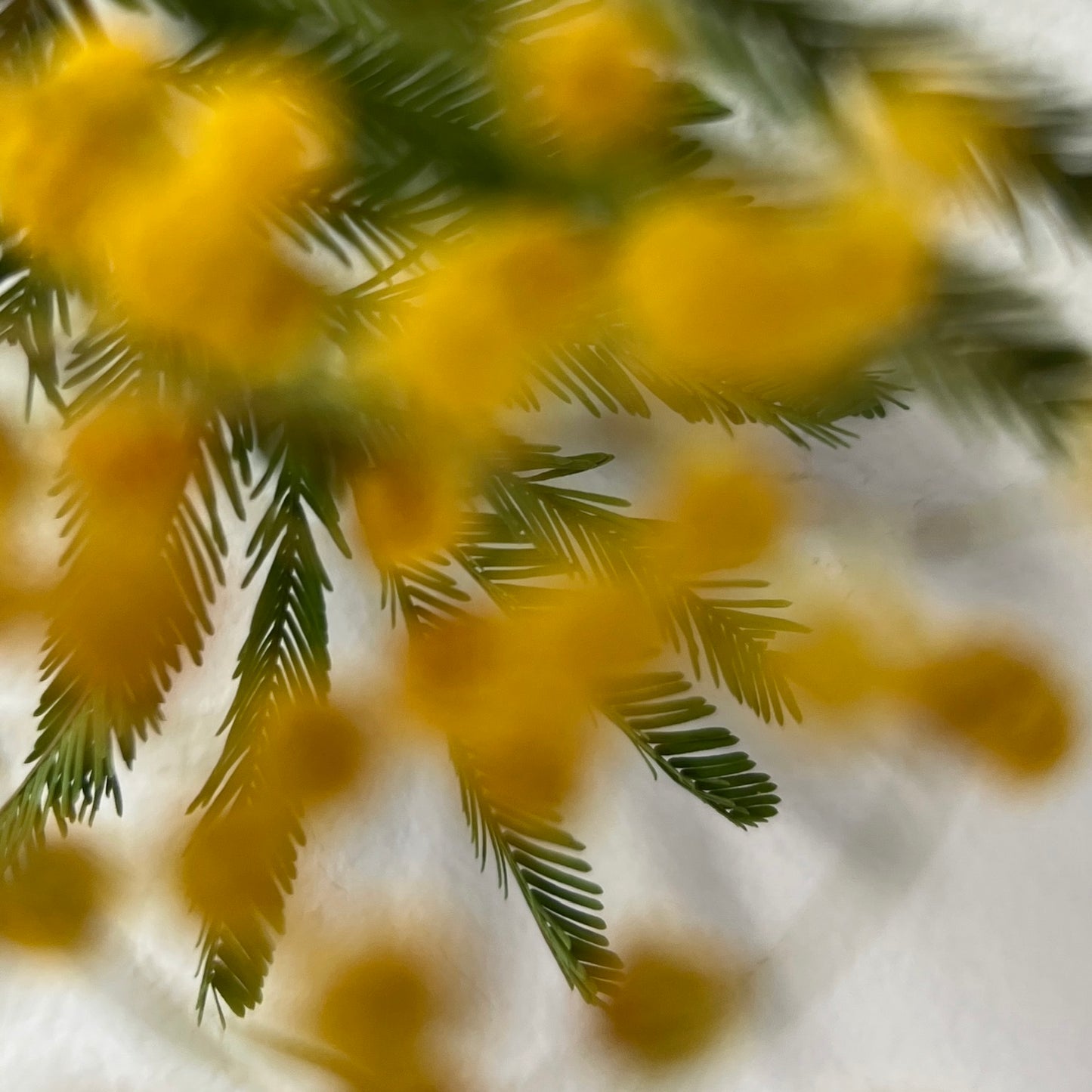 [ gold ] mimosa ring