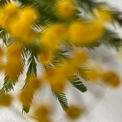 [ gold ] mimosa ring